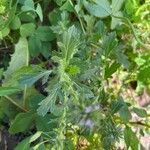 Verbena bracteata Blatt