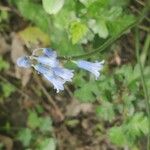 Brimeura amethystina Flower