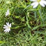 Stellaria palustris Other