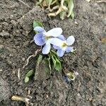Viola suavis Virág