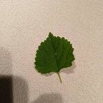 Betula pubescens List
