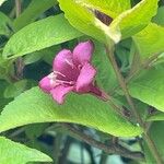 Weigela hortensis 花