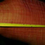 Heliconia reticulata Corteza