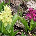 Dactylorhiza sambucina花