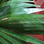 Carludovica palmata 叶