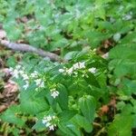 Houstonia purpurea Liść