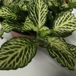 Fittonia albivenisFolha