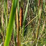 Typha orientalis 花