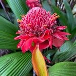 Etlingera elatior Flower