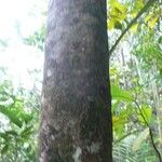 Tetragastris hostmannii 樹皮