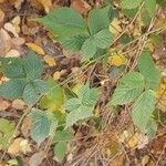 Rubus polonicus Leaf