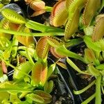 Dionaea muscipula Blad