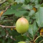 Malus sylvestrisFruit