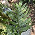 Phymatosorus grossus Leaf