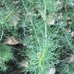 Artemisia californica पत्ता