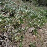 Eriogonum elatum Flors