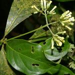 Arachnothryx costaricensis 花