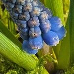 Muscari botryoidesBlüte