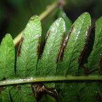 Pteris catoptera برگ