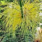 Cyperus papyrus Levél