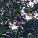 Dacryodes edulis Fruit