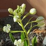 Ornithogalum balansae Virág