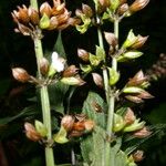 Salvia alvajaca Цвят