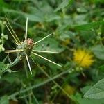 Centaurea solstitialis Fula