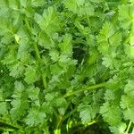 Oenanthe crocata 葉