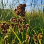 Scirpus atrovirens 果