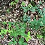 Rumex sanguineus Habitus