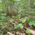 Hemipilia cucullata Kvet