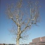 Platanus x hispanica Хабит