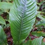 Heliconia lourteigiae ഇല