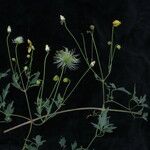 Clematis brevipes Hábito