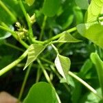 Erythrina amazonica Yaprak