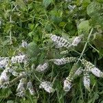 Mentha suaveolensList