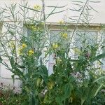 Brassica rapa Flower