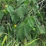 Abutilon grandifolium Folla