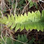 Polypodium interjectum ഇല