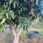 Ficus insipida Агульны выгляд