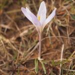 Crocus carpetanus Blüte