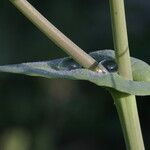 Brassica rapa Bark