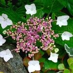 Hydrangea macrophyllaFlor