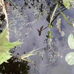 Sagittaria sagittifolia फल