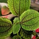 Pilea involucrata Ліст