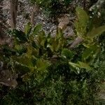 Solanum pseudocapsicum ഇല