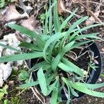 Allium senescens Leaf