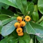 Pyracantha coccinea Plod