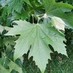 Platanus orientalis Листок